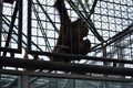 A small monkey climbs up a cage fence