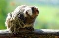 Small monkey Common Marmoset. Royalty Free Stock Photo