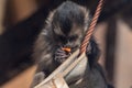 Small monkey eating fruit on a hammock tropic view travel destinations cute little fluffy animal wildlife Royalty Free Stock Photo