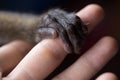 A small monkey hand holding a human finger. Animal welfare and protection Royalty Free Stock Photo