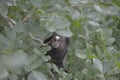 Small monkey hiding in leafy plant