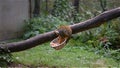 The small monkey latin name Saimiri sciureus is eating on the wooden trunk. Cute monkey naturaly living in South America region