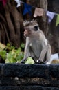 Small monkey portrait Royalty Free Stock Photo