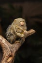 Small monkey pygmy marmoset Royalty Free Stock Photo