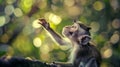 A small monkey is reaching up to the sky with its hands, AI Royalty Free Stock Photo