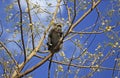 Small Monkey, Selous Game Reserve, Tanzania Royalty Free Stock Photo