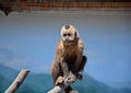 A small monkey sits on a stick in a cage, summer Royalty Free Stock Photo