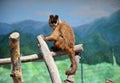 A small monkey sits on a stick in a cage, summer Royalty Free Stock Photo