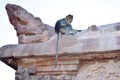 a small monkey sitting on top of a wall in front of another statue Royalty Free Stock Photo