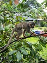 a small monkey sitting on a tree branch Royalty Free Stock Photo