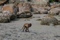 Small Monkey swimming seaside