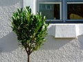 small Morong tree. Mediterranean deep green plant. waxy leaves. white textured stucco exterior wall