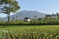 Small mosque in the middle of rice fields and the background of Mount Galunggung, Tasik Malaya, West Java Royalty Free Stock Photo