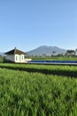 Small mosque in the middle of rice fields and the background of Mount Galunggung, Tasik Malaya, West Java Royalty Free Stock Photo