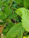 Small mosquito between green leaves