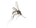 Small mosquito isolated on white Royalty Free Stock Photo