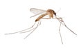 Light brown isolated small mosquito Royalty Free Stock Photo