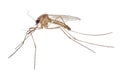 Small light brown isolated mosquito Royalty Free Stock Photo