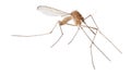 Small light brown isolated mosquito Royalty Free Stock Photo