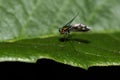 Macro photography of a small mosquito