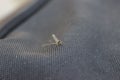 A small mosquito on nylon fabric