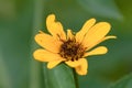 Small mosquito perched on a yellow flower bud isolated in a blurred background