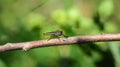 A small mosquito sits on a dry branch against a green background
