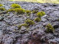 Moss growing on a wet tree bark , macro image