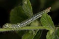 Small moth larva Royalty Free Stock Photo