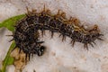 Small moth larva Royalty Free Stock Photo