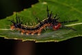 Small moth larva Royalty Free Stock Photo