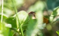 Small moth photographing to eye through grass, macro photo