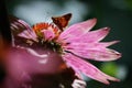 Small moth on pink cone flower.