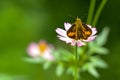 Small moth in a pink flower Royalty Free Stock Photo
