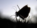 small moth on a plant at dusk Royalty Free Stock Photo