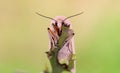 A small moth Royalty Free Stock Photo