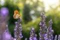 Small mother-of-pearl butterfly on summery lavender