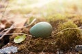 small motley egg of a thrush Redwing