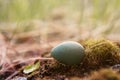 small motley egg of a thrush Redwing