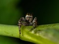 A small motley jumping spider sits on a green stalk of grass