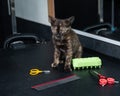 Small motley kitten in a grooming salon.