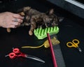 Small motley kitten in a grooming salon.