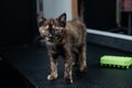 Small motley kitten in a grooming salon.