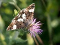 Small motley moth is taking sunbath on a tiny violet flower