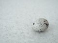 A small motley quail egg close-up lies on a motley table