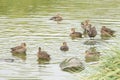 Small, mottled, predominantly brown Sharp-tailed Ducks (Anas georgica) swim in the water of a lake on South Georgia