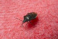 Small mottled shield bug Rhaphigaster nebulosa on a pink wool blanket . Insect in the apartment exploring everything . Stink bug