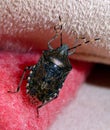 Small mottled shield bug Rhaphigaster nebulosa on a pink wool blanket . Insect in the apartment exploring everything . Stink bug Royalty Free Stock Photo