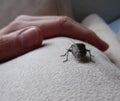 Small mottled shield bug on a voyage of discovery . Human hand lies next to crawling beetle . Stink bug inside the house .