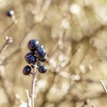 Small mountain berries